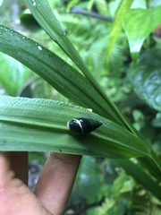 Zoniferella albobalteata