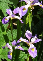 Iris douglasiana