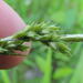 Carex hirtifolia - Photo (c) Rob Curtis, algunos derechos reservados (CC BY-NC-SA), uploaded by Rob Curtis