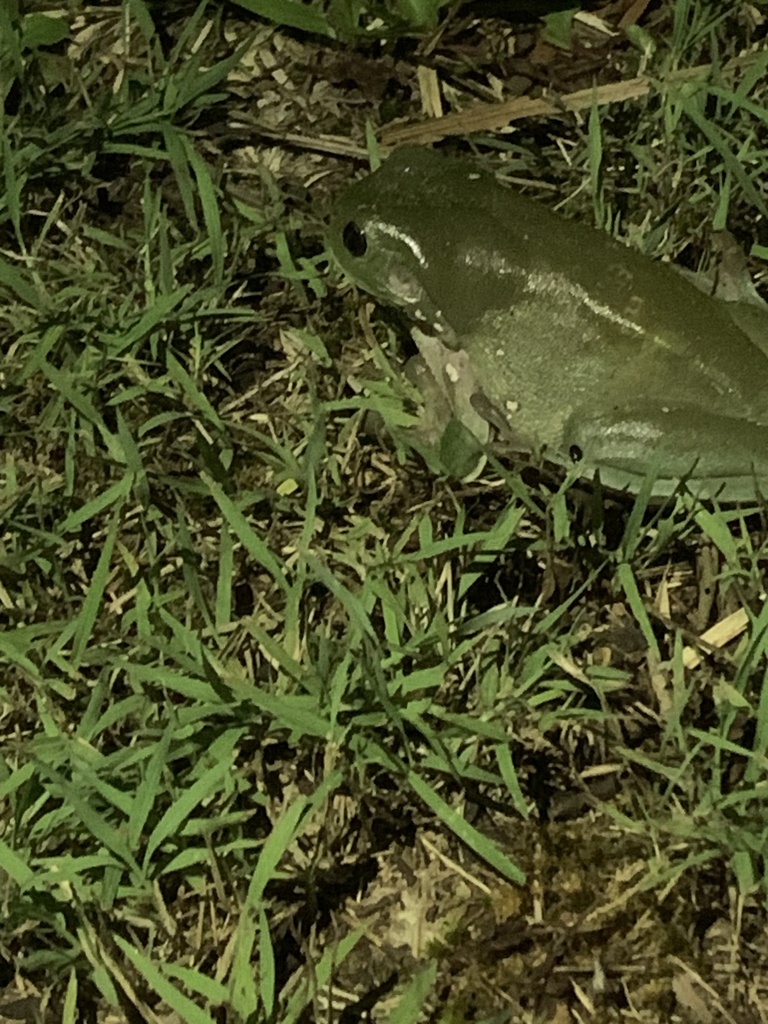 Australian Green Tree Frog from Copper Dr, Bethania, QLD, AU on ...