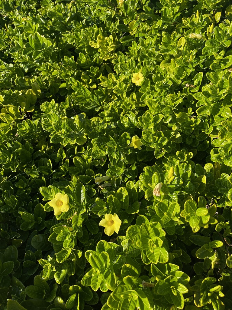 Hammock Viper'stail in December 2023 by TheOllieWollie123 · iNaturalist