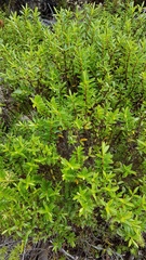 Veronica subfulvida