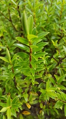 Veronica subfulvida