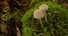 Tympanella galanthina