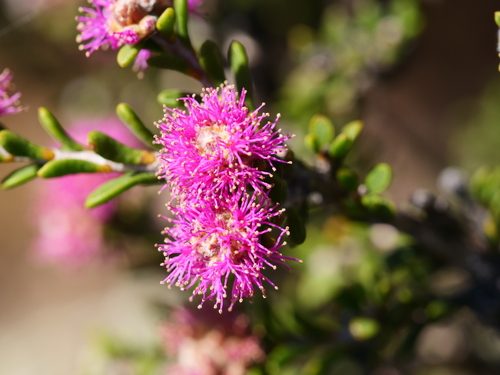 Melaleuca spathulata observed 2023-12-01