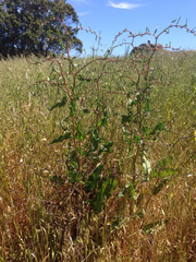 Rumex crispus crispus