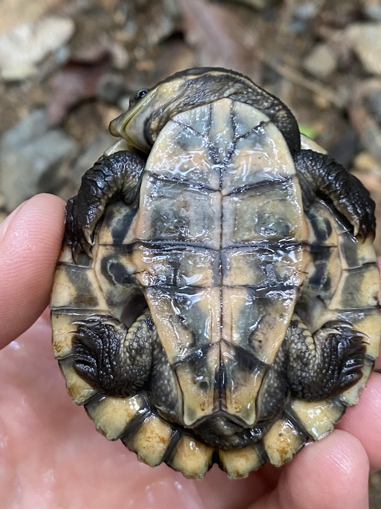 Australian Saw-shelled Turtles from Wyuna Dr, Caravonica, QLD, AU on ...