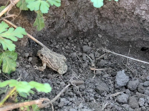 Great Plains Toad