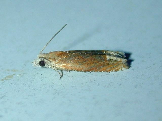 Reddish Eucosma Moth from Ward Pound Ridge - Trailside, Westchester ...