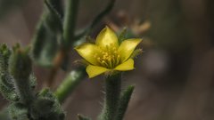 Mentzelia desertorum