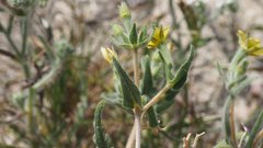 Mentzelia desertorum