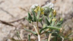 Mentzelia desertorum