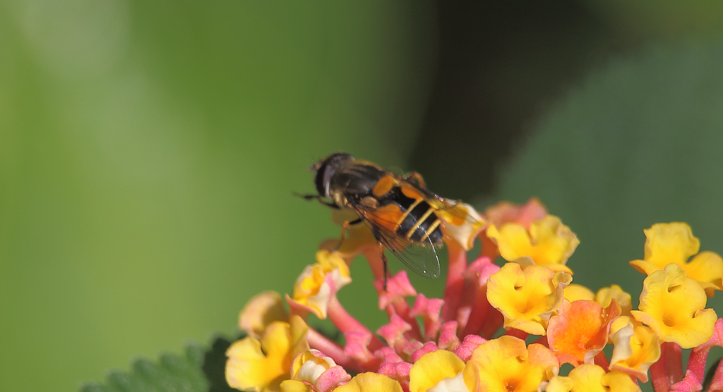 Palpada chilena