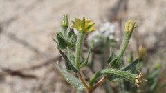 Mentzelia desertorum