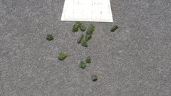 Mentzelia desertorum