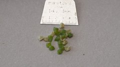 Mentzelia desertorum