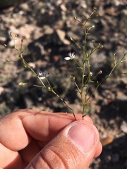 Nemacladus orientalis