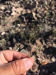 Nemacladus orientalis