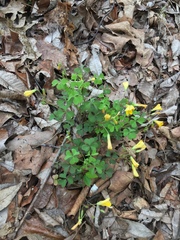 Oxalis colorea