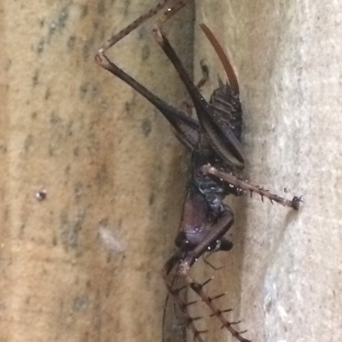 Monocerophora longispina