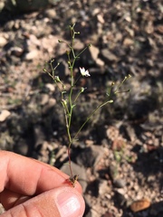 Nemacladus orientalis