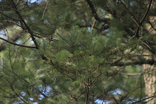 Michoacán fir (Abies flinckii)