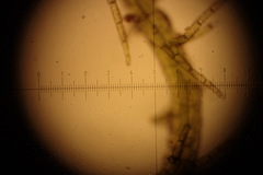 Telaranea nematodes