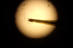 Syrrhopodon texanus
