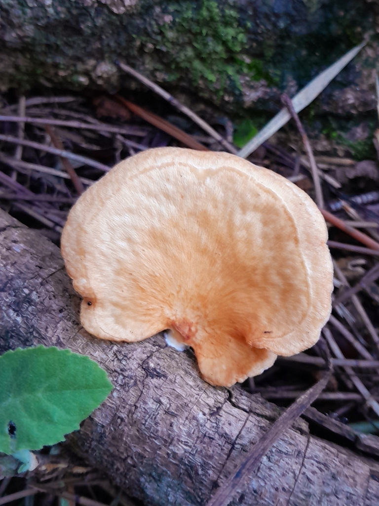 Neofavolus teixeirae