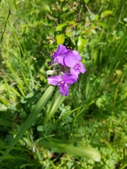 Tradescantia bracteata