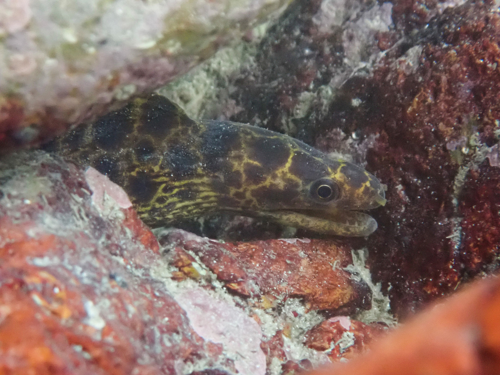 Reeve's moray (Gymnothorax reevesii) — Muraenidae