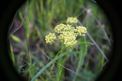 Lomatium caruifolium