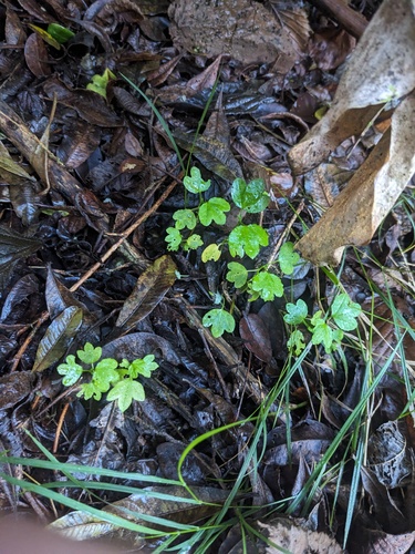 Cardamine occulta observed 2023-11-23