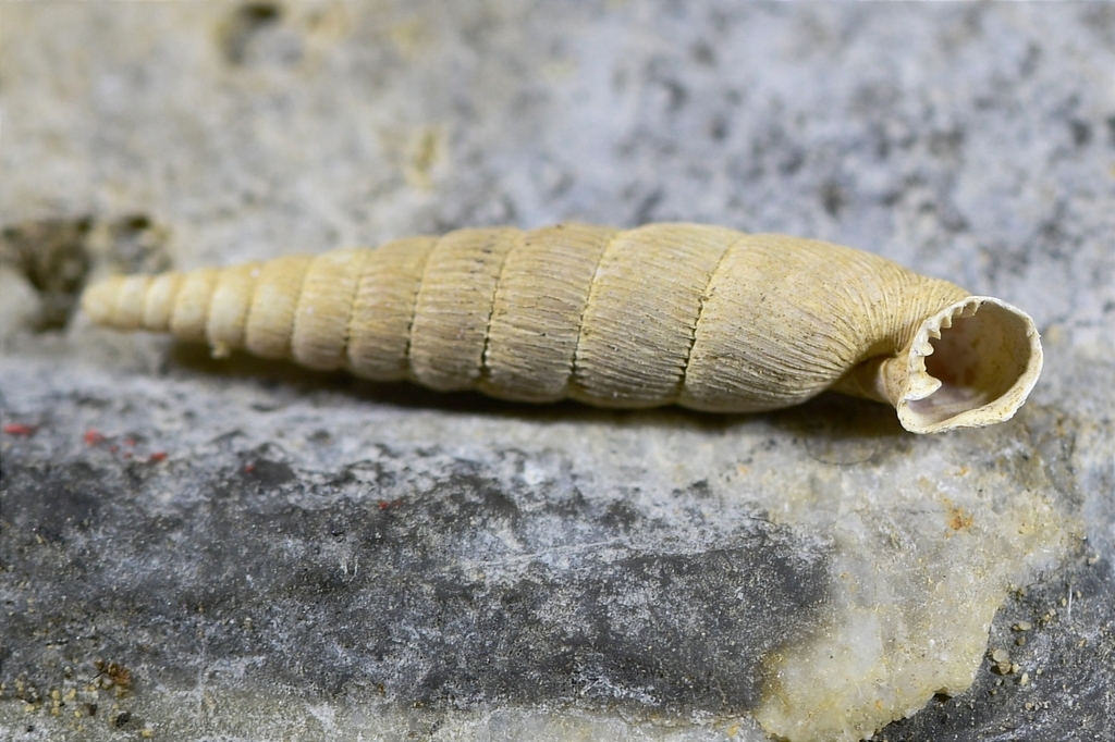 Laminiferinae