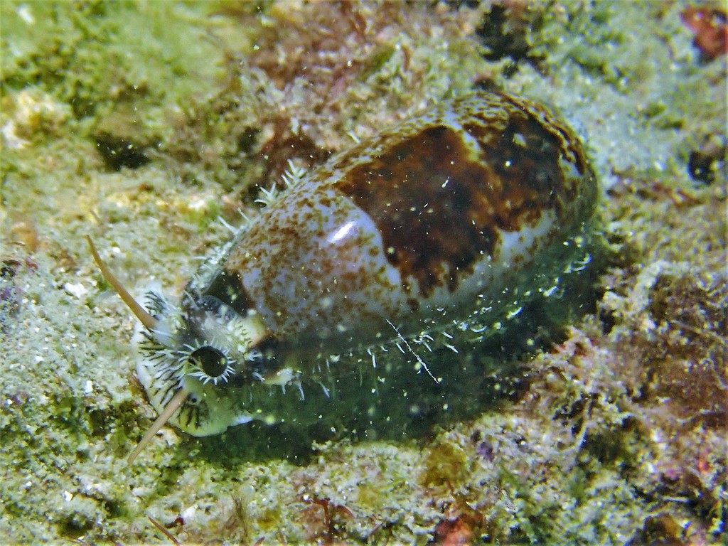 Cylindrical Cowrie