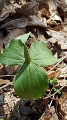 Trillium viridescens