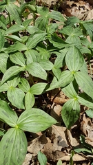 Trillium viridescens