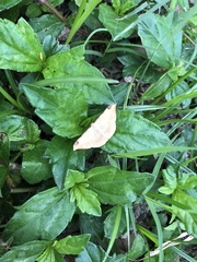 Luxiaria phyllosaria