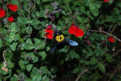 Xylocopa pubescens