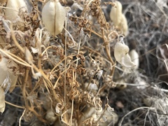 Astragalus aquilonius