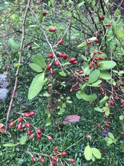 Erythroxylum coca