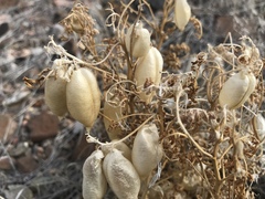 Astragalus aquilonius