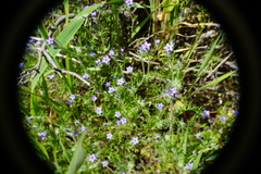 Gilia clivorum