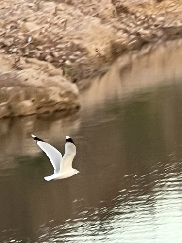 Ring-billed Gull photographed in Arizona
