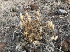 Astragalus aquilonius
