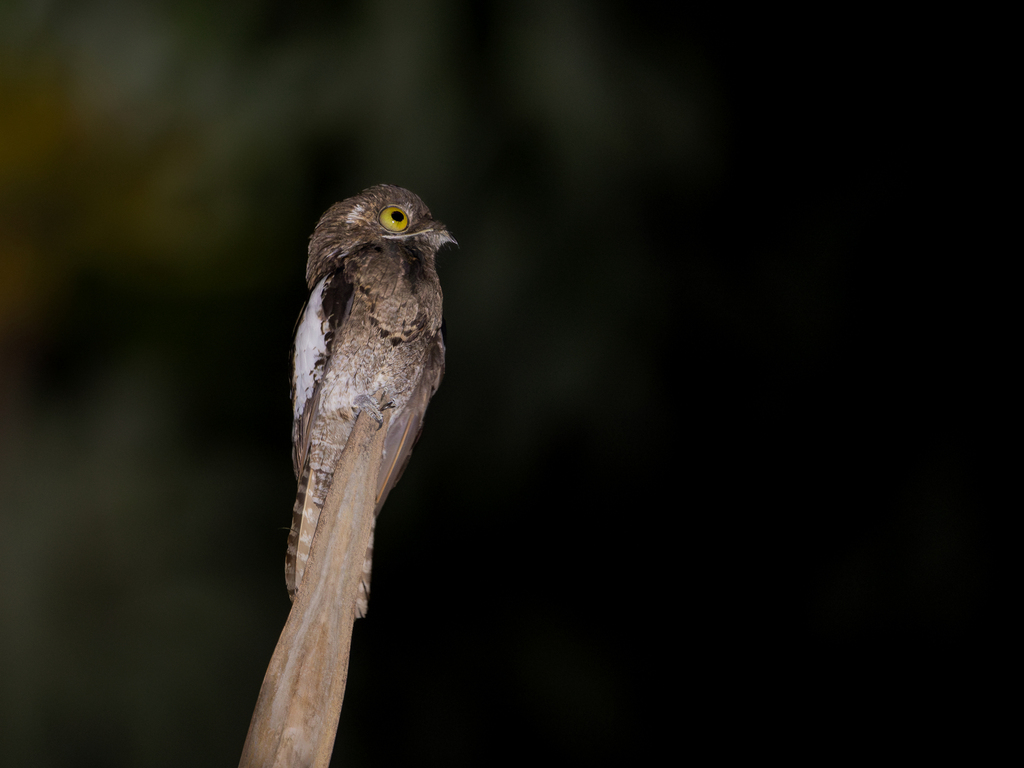 White-winged Potoo (Nyctibius leucopterus) photo