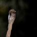 White-winged Potoo - Photo (c) hbottai, some rights reserved (CC BY-NC)