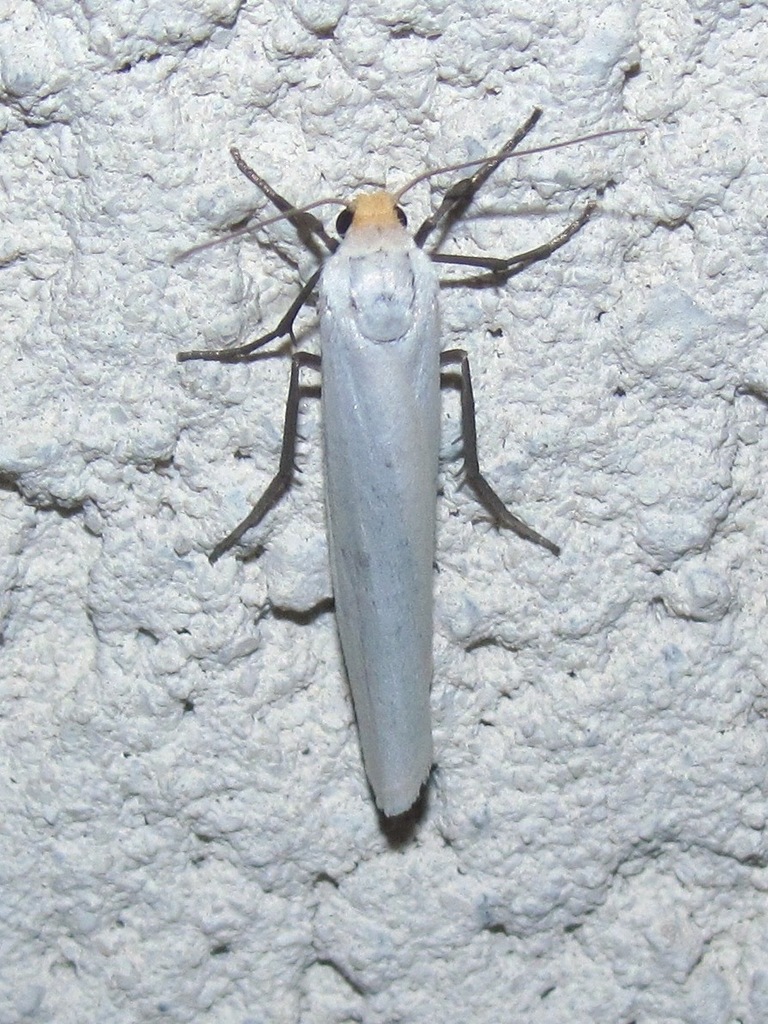 Yellow-headed Lichen Moth