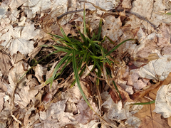 Carex pedunculata