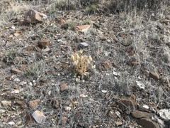 Astragalus aquilonius